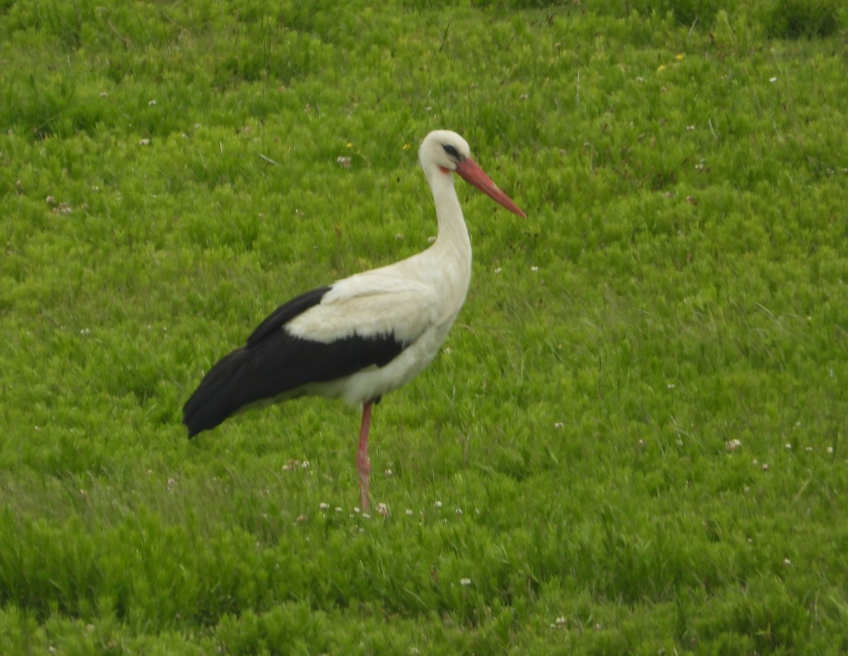 White Stork - Sait YALÇIN