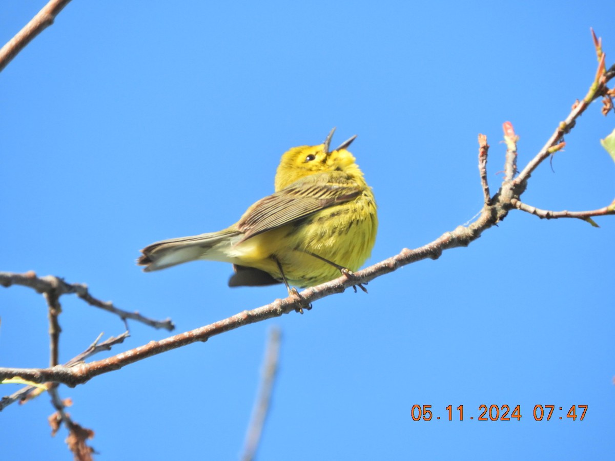 Prairie Warbler - Charles  Ritter