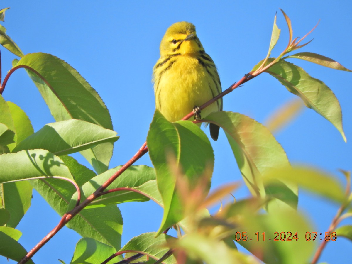 Prairie Warbler - Charles  Ritter