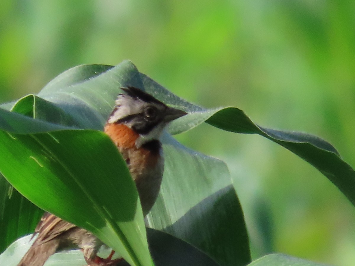 Rufous-collared Sparrow - Manuel Franco