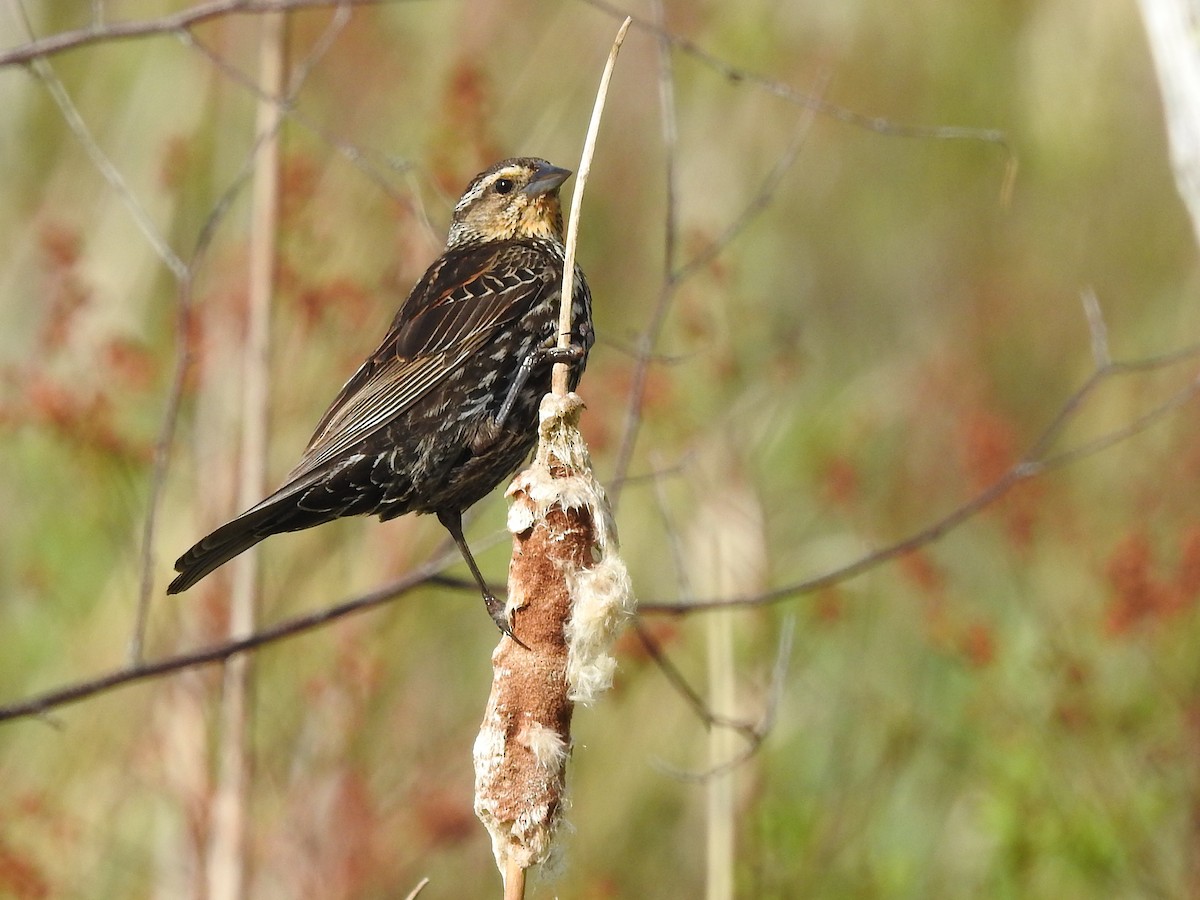 Red-winged Blackbird (Red-winged) - Doug Wipf