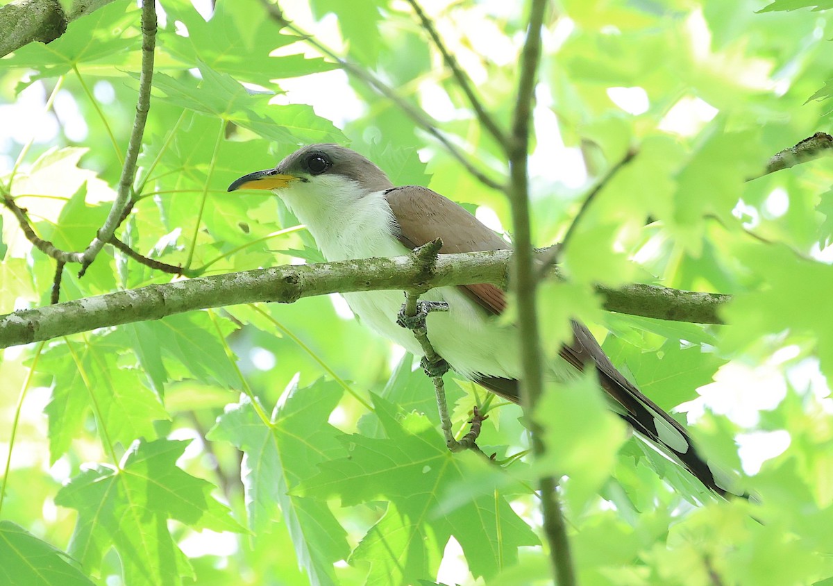 Yellow-billed Cuckoo - Anir Bhat