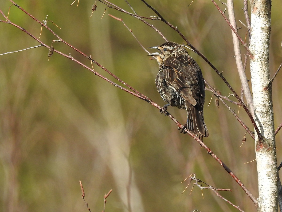 Red-winged Blackbird (Red-winged) - Doug Wipf