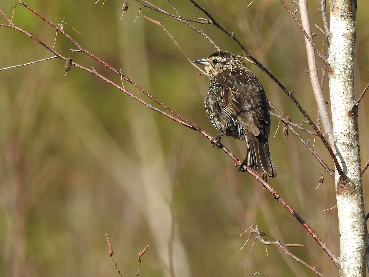 Red-winged Blackbird (Red-winged) - Doug Wipf