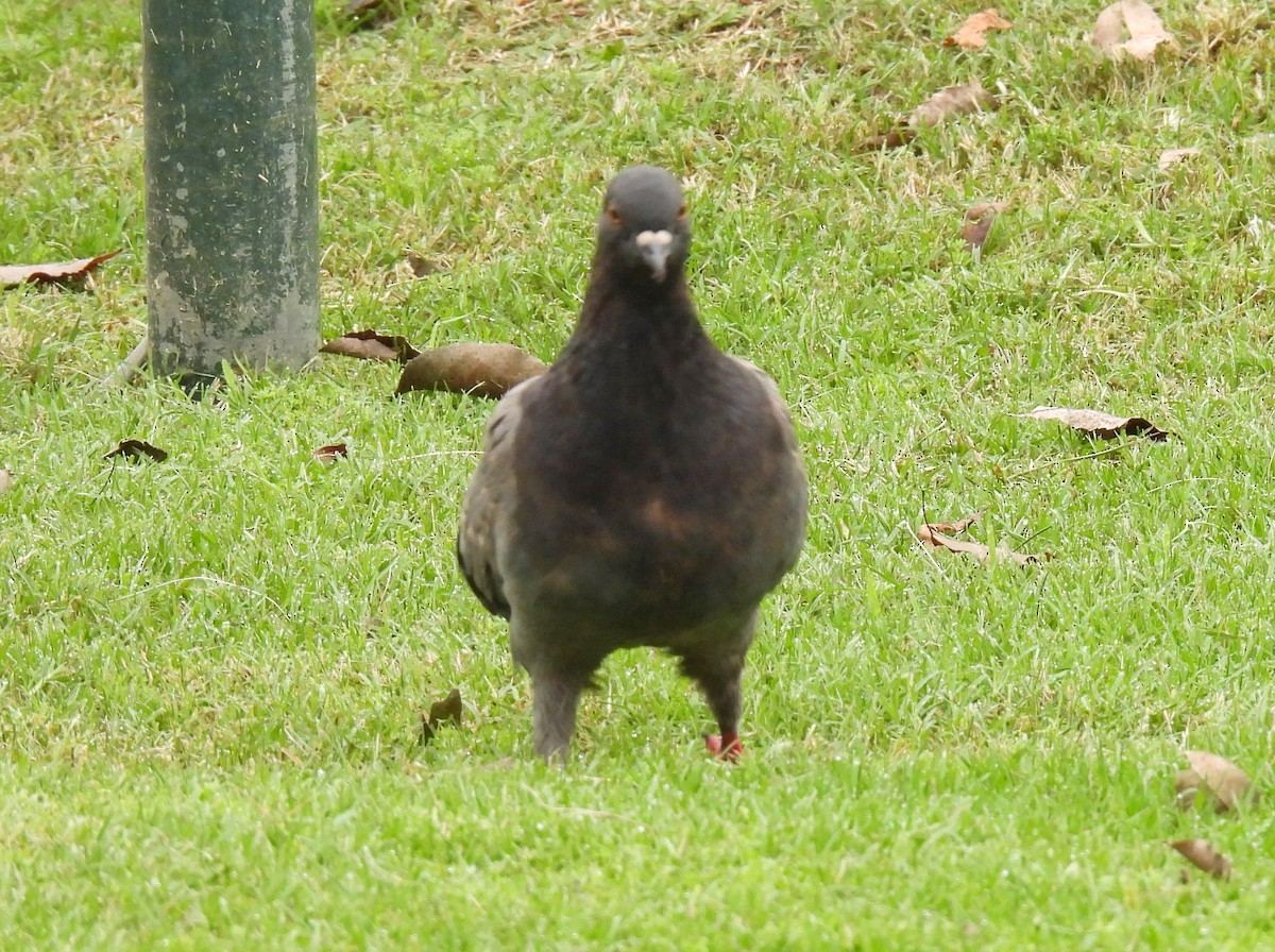 Rock Pigeon (Feral Pigeon) - Luciano Buck