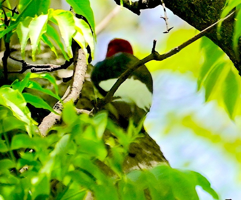 Red-headed Woodpecker - ML618822880