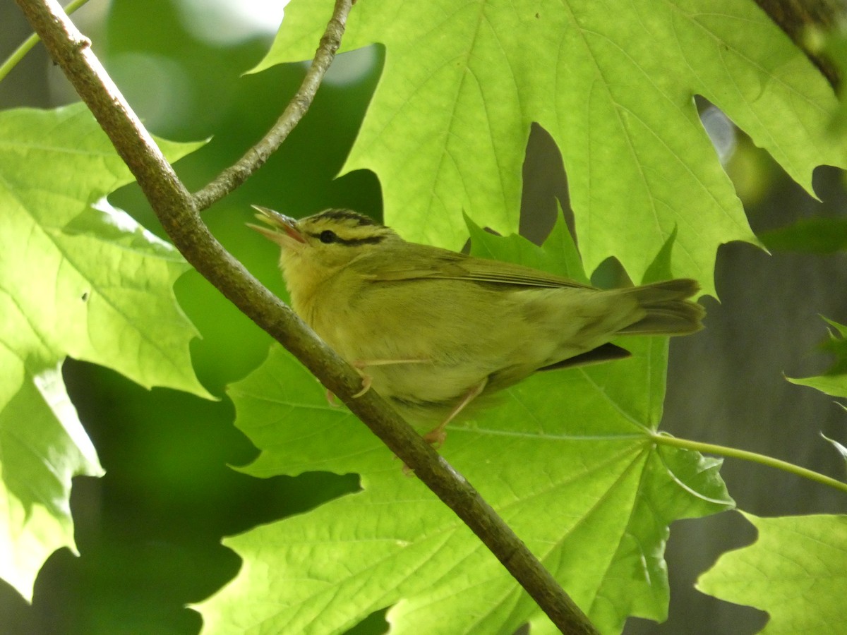 Worm-eating Warbler - Julian Elman