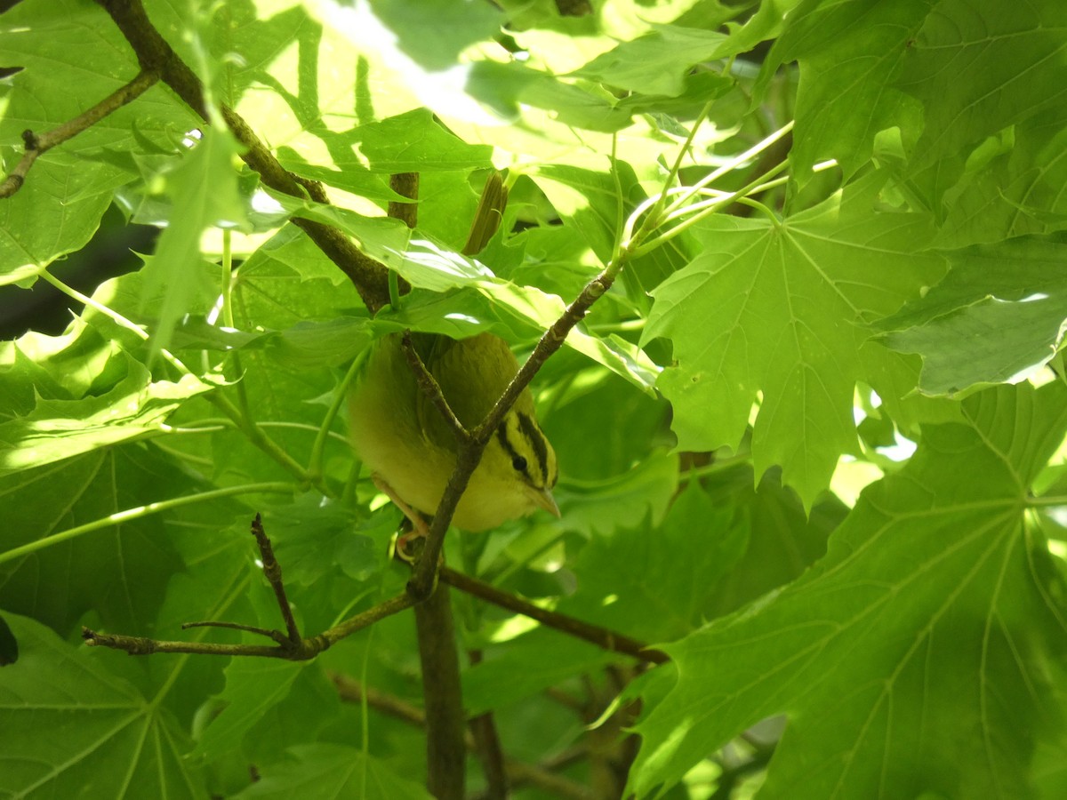 Worm-eating Warbler - Julian Elman