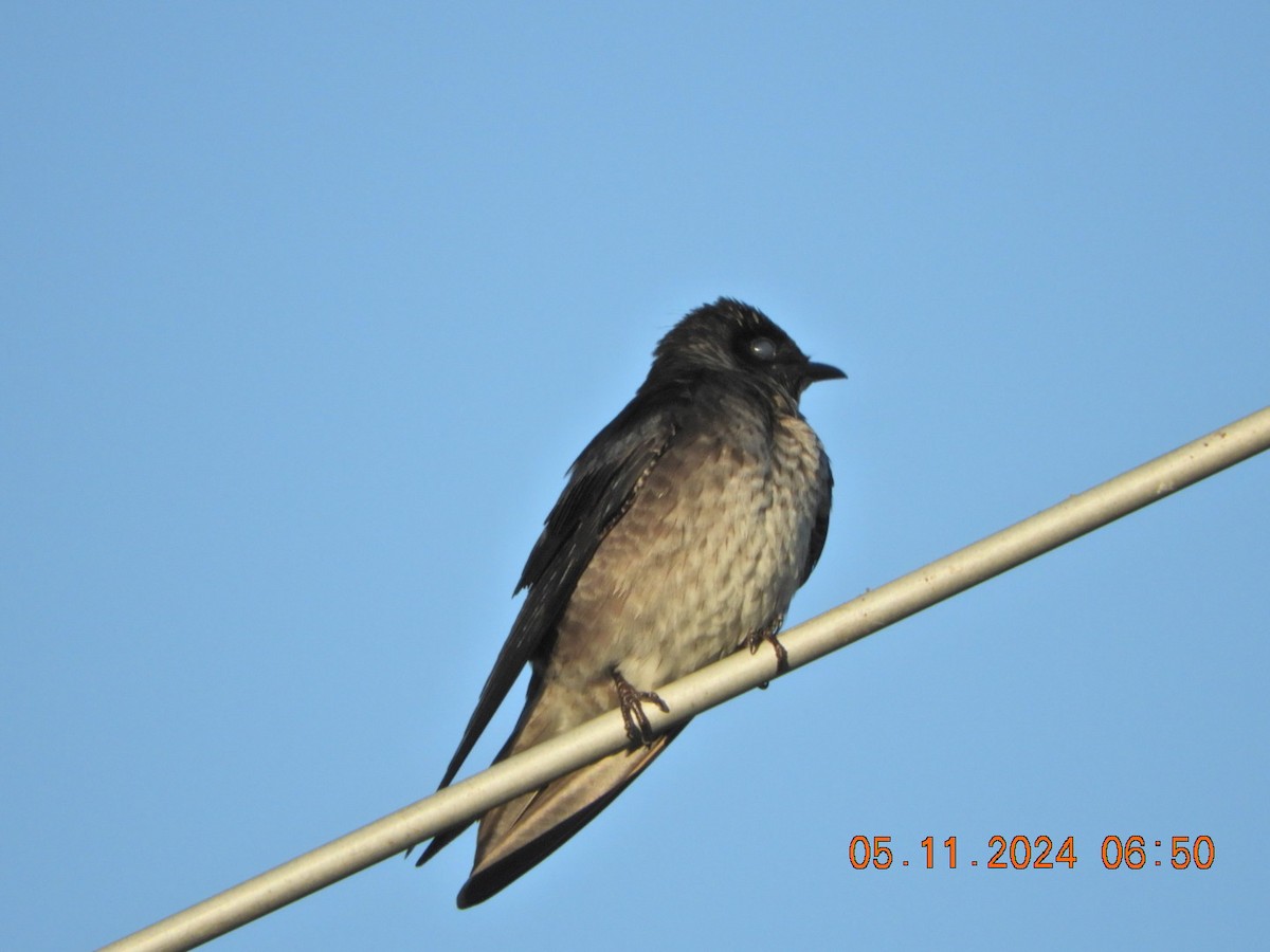 Purple Martin - Charles  Ritter