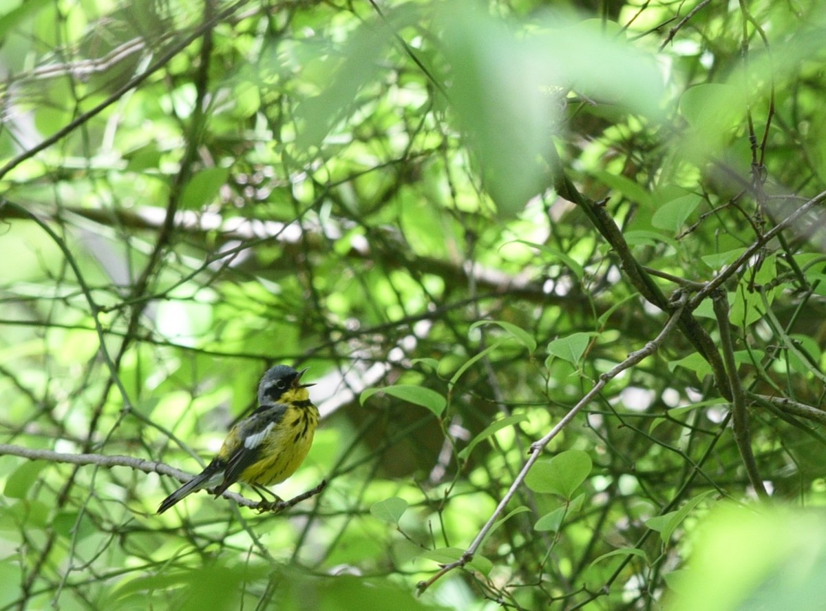 Magnolia Warbler - ML618822891