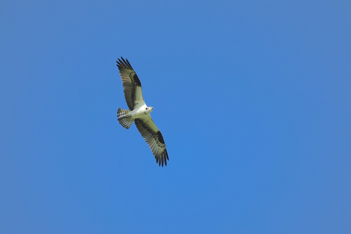 Águila Pescadora - ML618822901