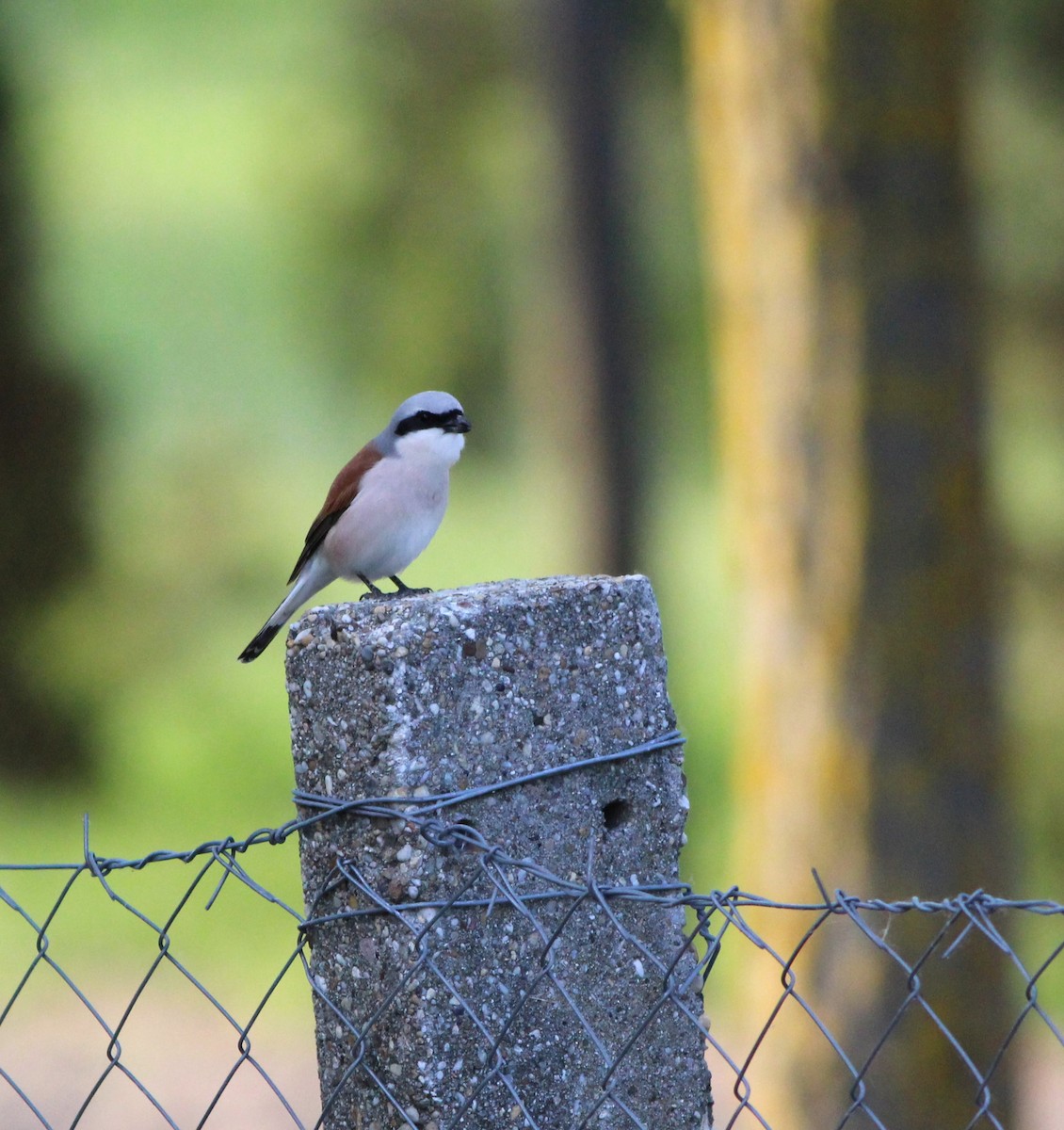 Red-backed Shrike - Miska Nyul