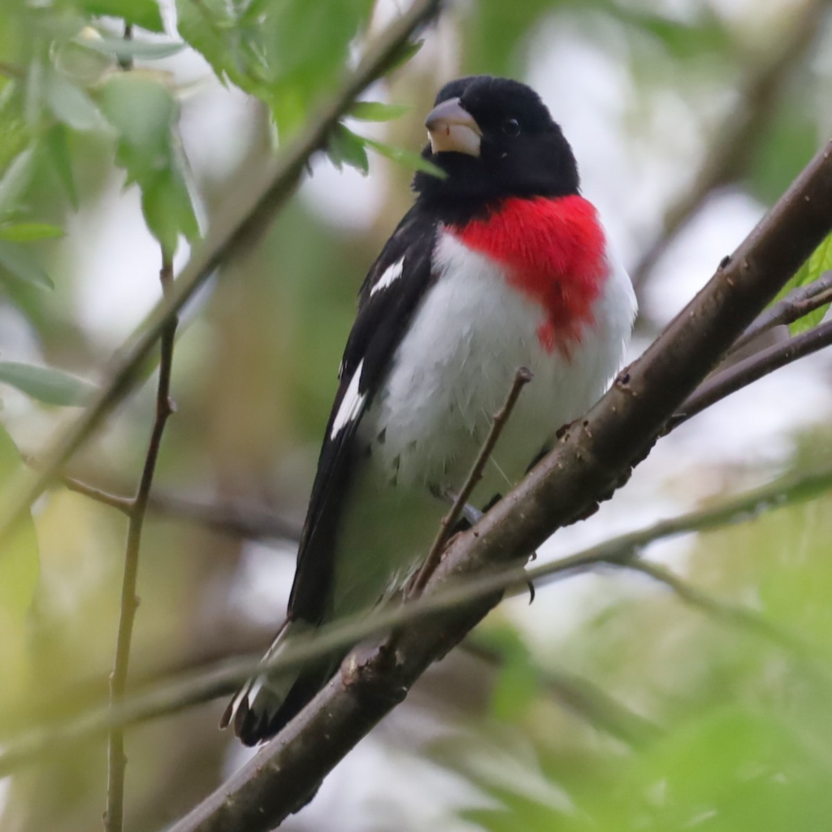 Rose-breasted Grosbeak - Charles (PAT) Dollard