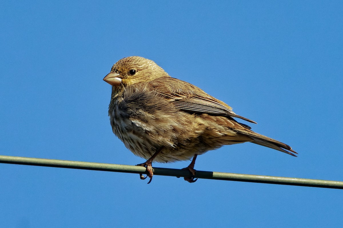 House Finch - Zhennong Li