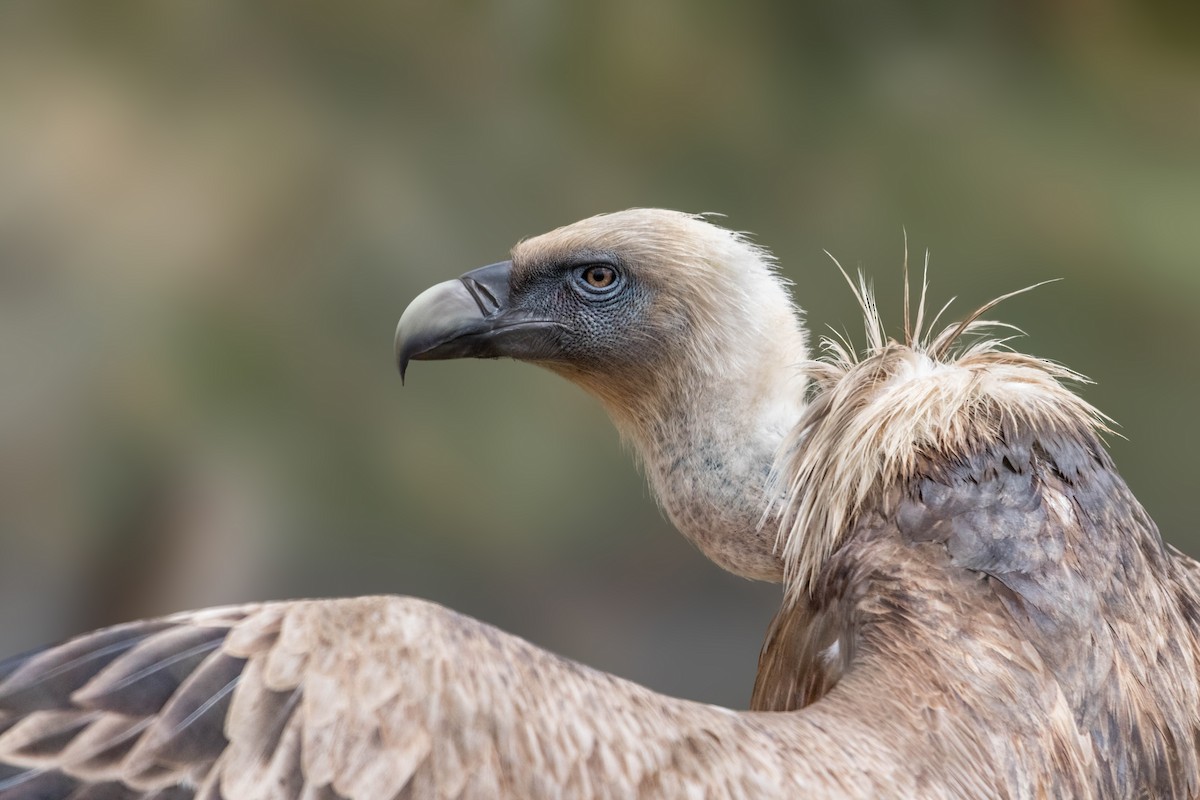 Eurasian Griffon - Ido Ben-Itzhak