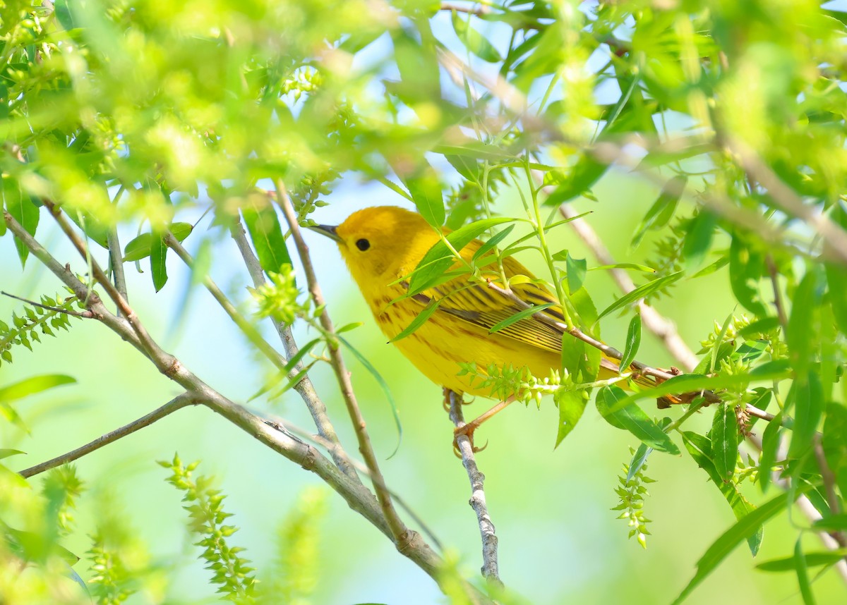 Yellow Warbler - ML618822927