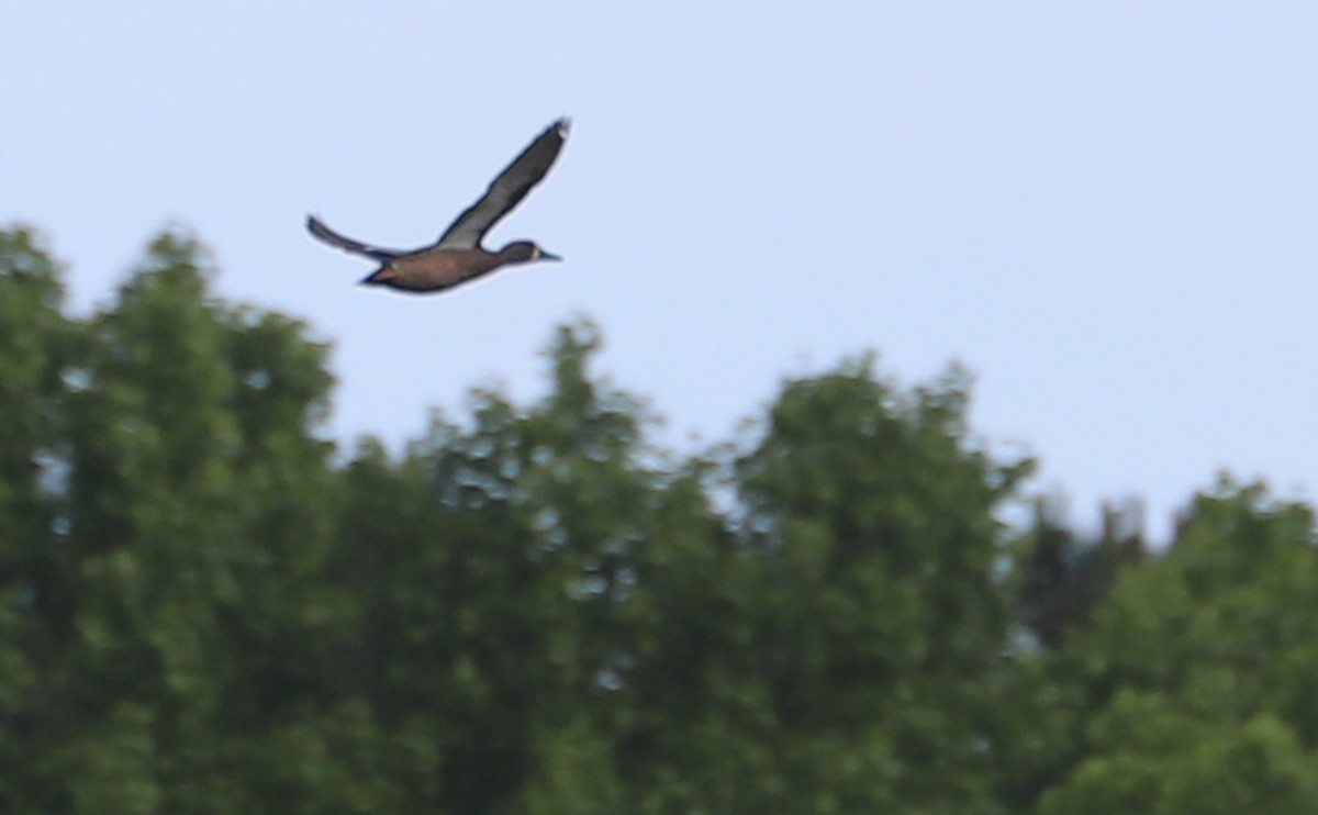 Blue-winged Teal - Rob Bielawski