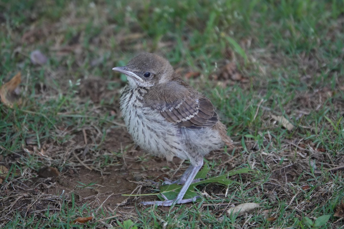 Brown Thrasher - ML618822937