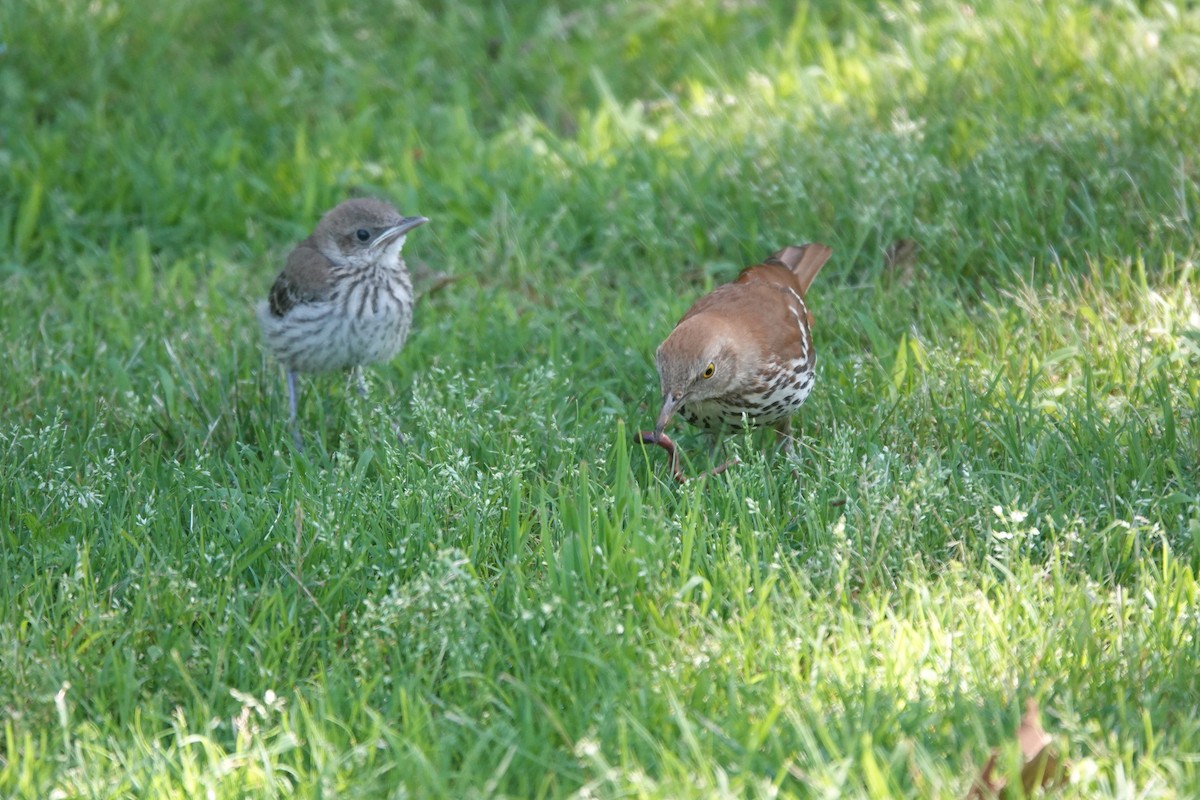 Brown Thrasher - Mary Kimberly