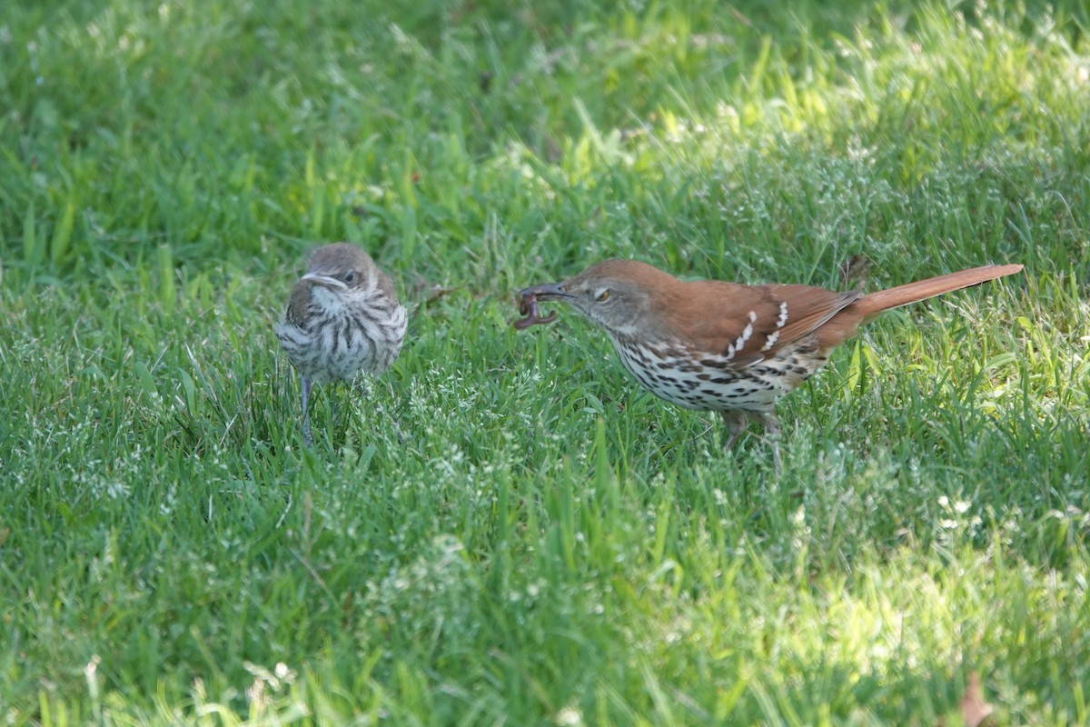 Brown Thrasher - ML618822940