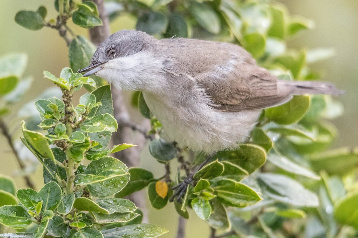 Lesser Whitethroat - Ido Ben-Itzhak