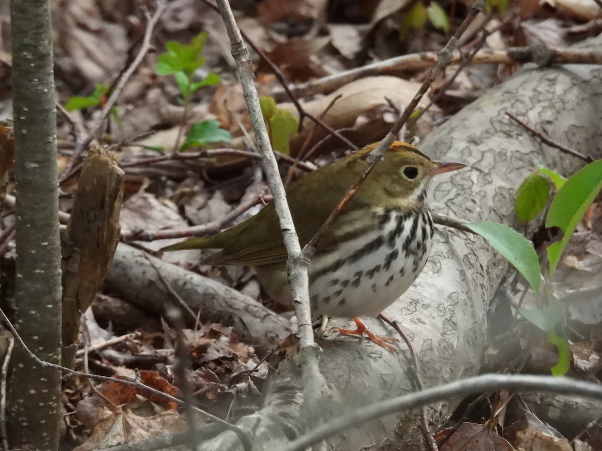 Ovenbird - Randy Yuen