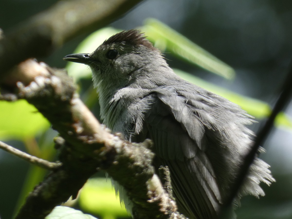 kattespottefugl - ML618822960
