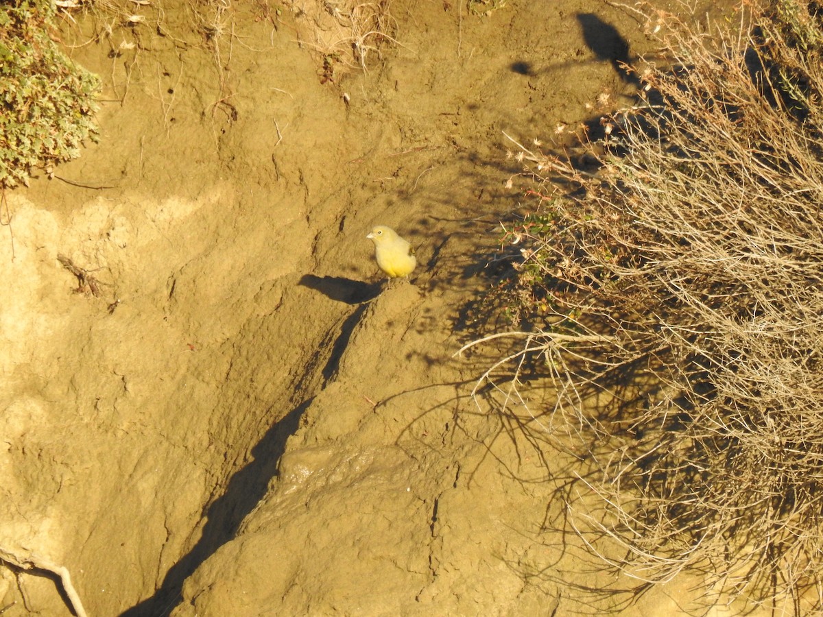 Patagonian Yellow-Finch - ML618822961