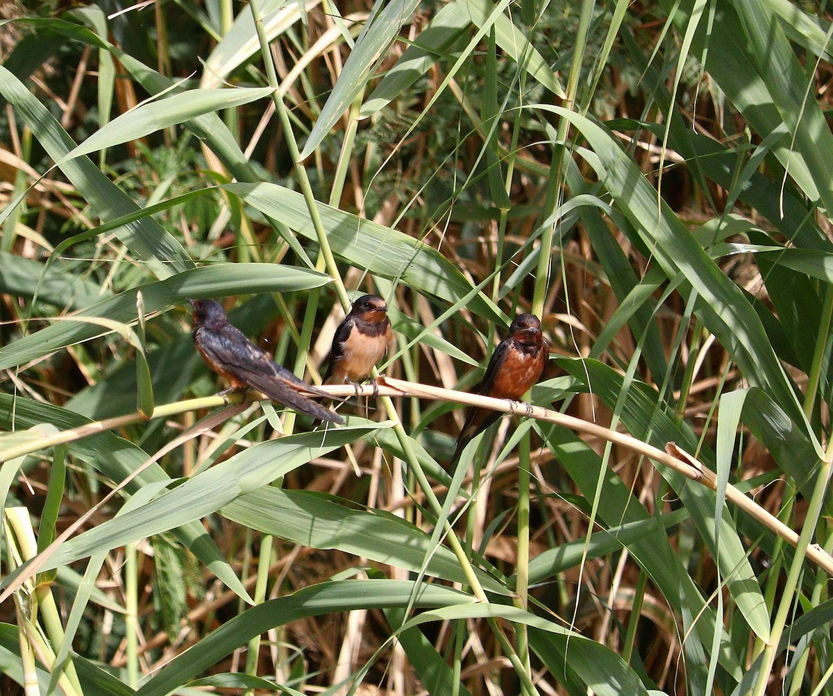 Barn Swallow - ML618822973