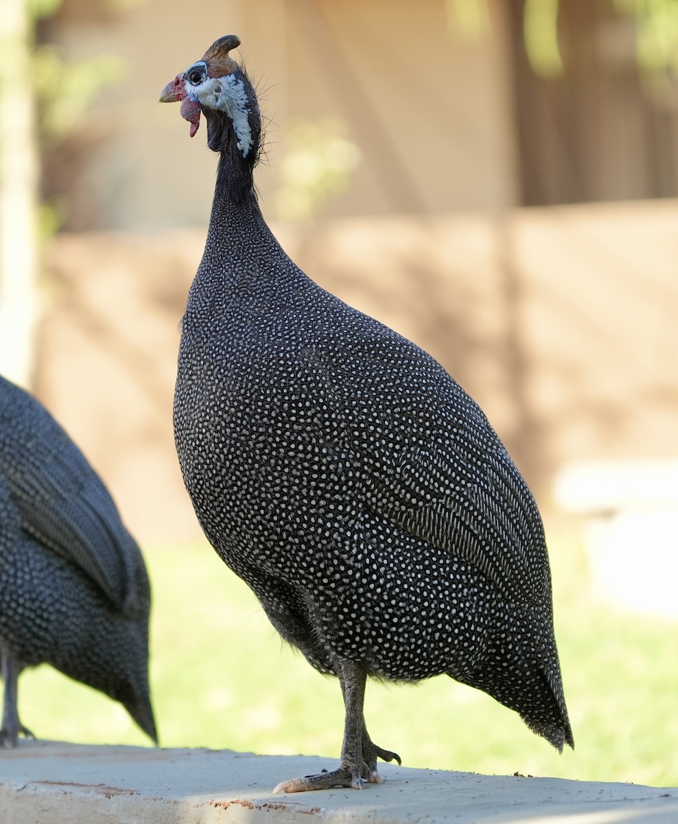 Helmeted Guineafowl - Anthony Schlencker