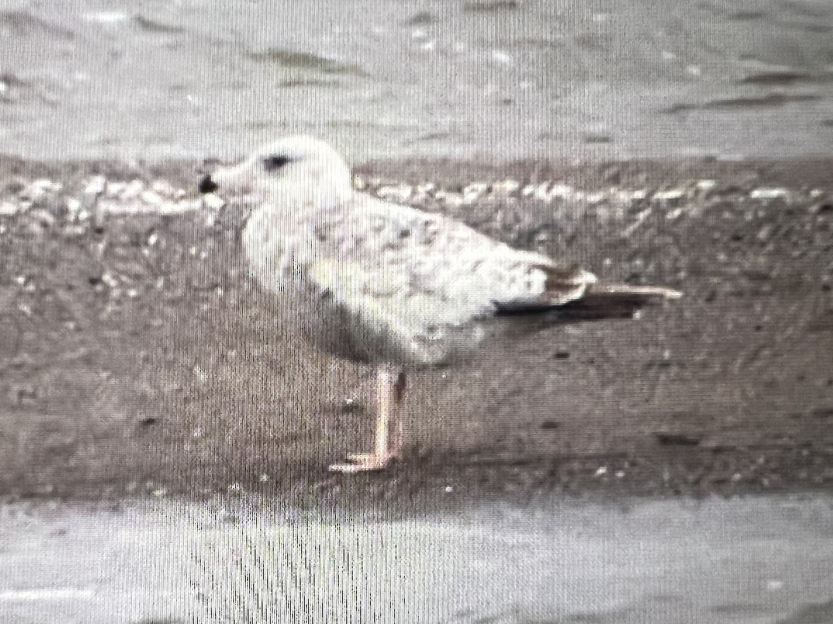 American Herring Gull - ML618822981