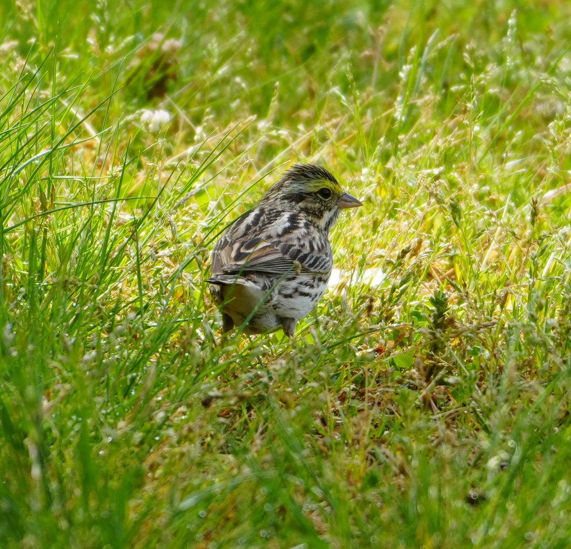 Savannah Sparrow - Melody Ragle