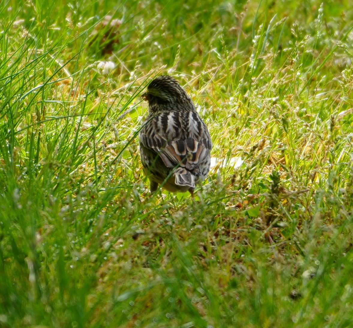 Savannah Sparrow - ML618822995