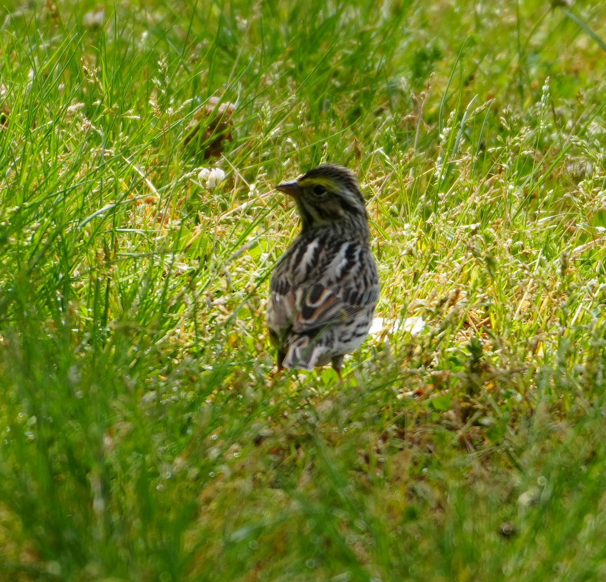 Savannah Sparrow - Melody Ragle