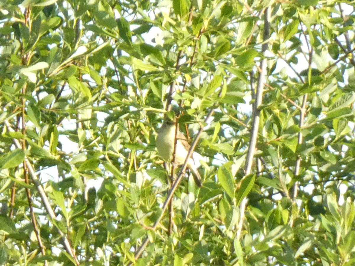 Melodious Warbler - Francisco Rodal Piñeiro