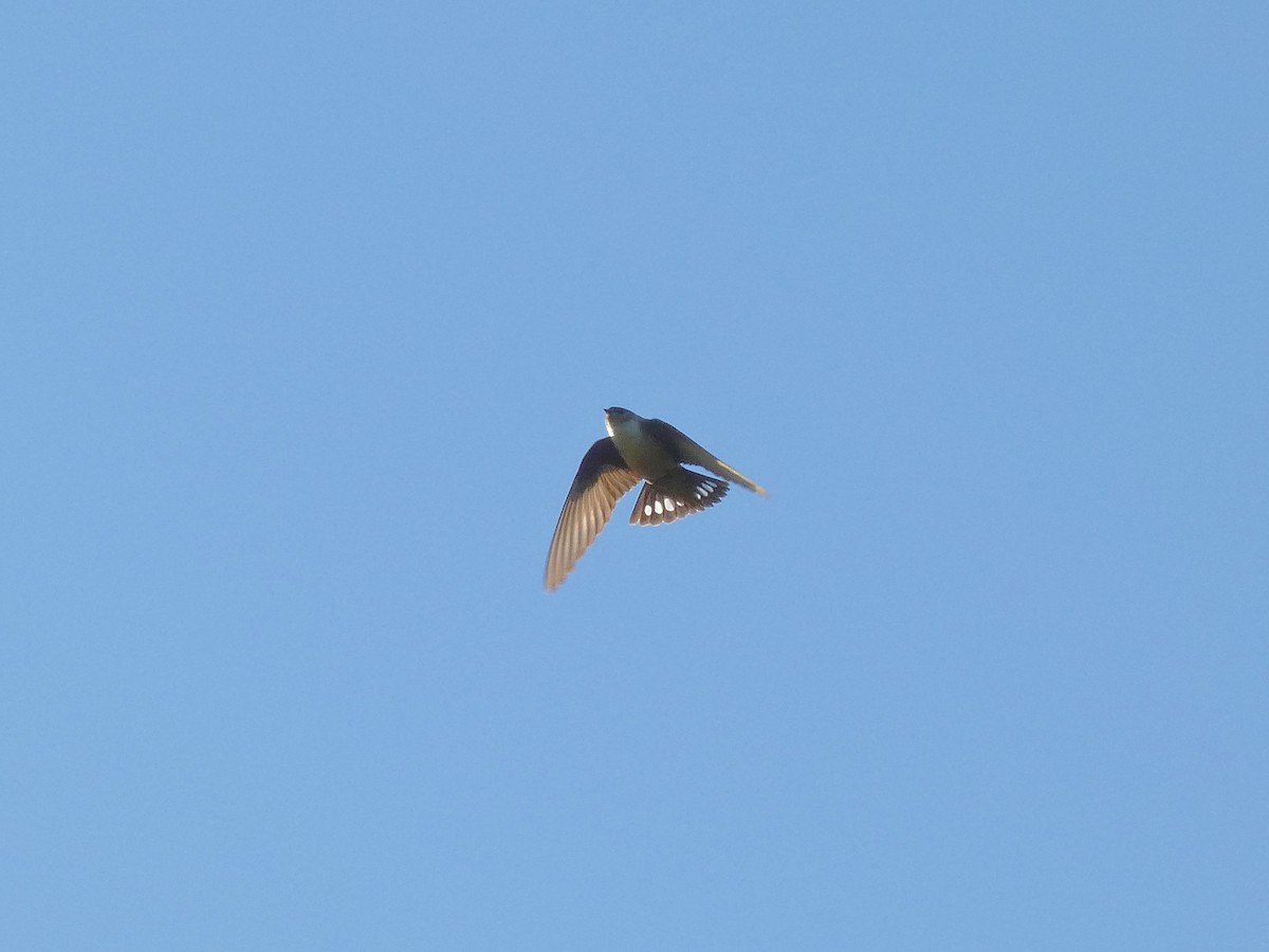 Eurasian Crag-Martin - Francisco Rodal Piñeiro