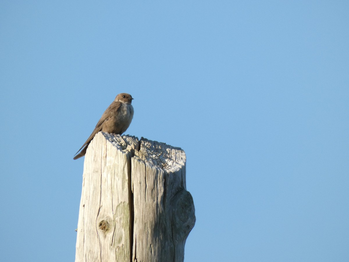 Eurasian Crag-Martin - Francisco Rodal Piñeiro