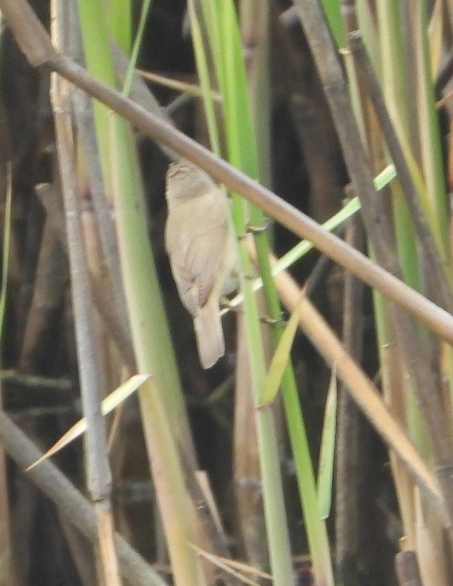Common Reed Warbler - Sait YALÇIN