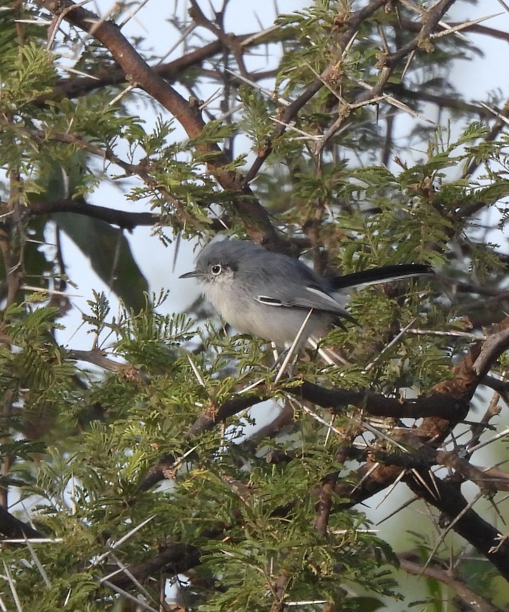 Masked Gnatcatcher - Claudio Seelig