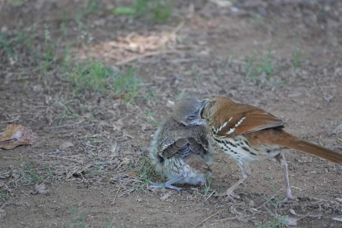 Brown Thrasher - ML618823056