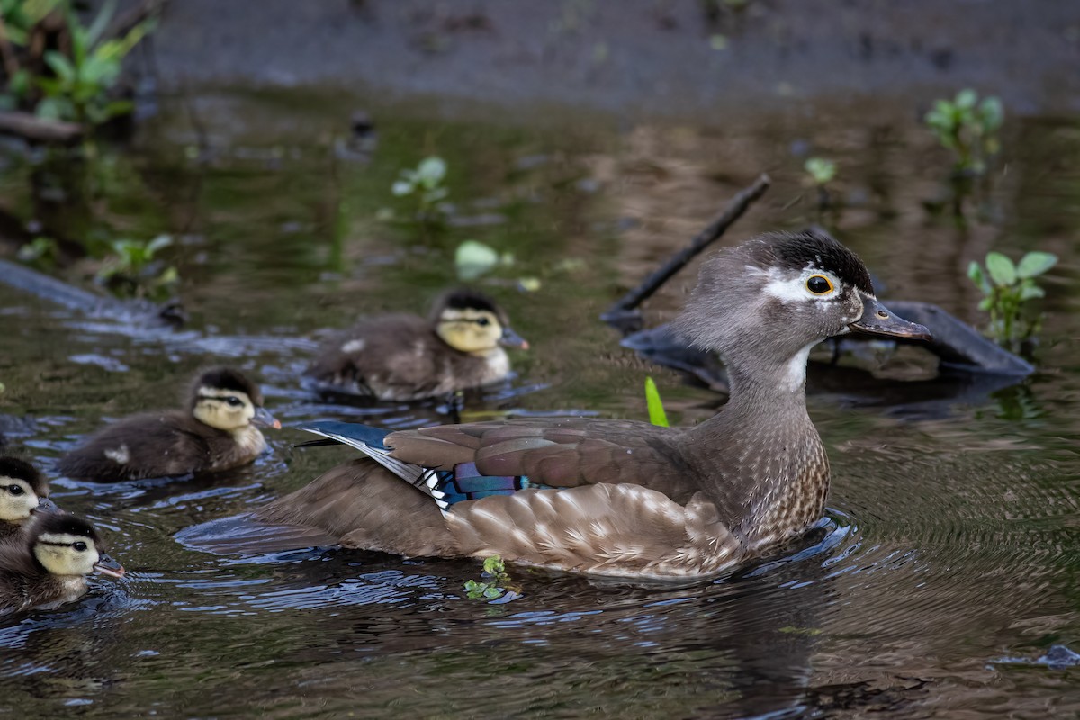 Wood Duck - ML618823068