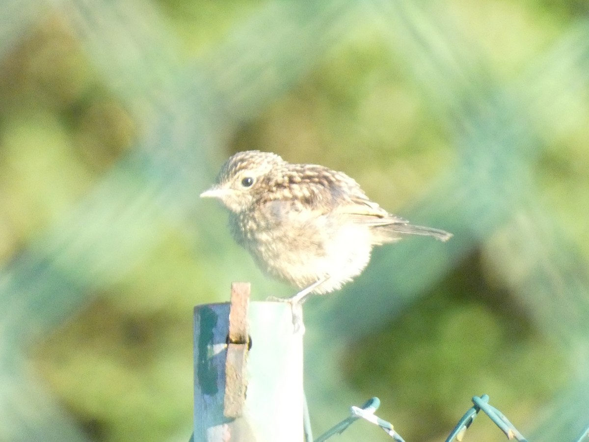 European Stonechat - Francisco Rodal Piñeiro