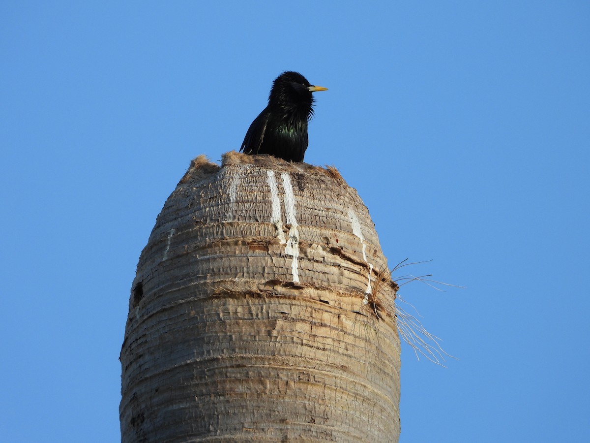 European Starling - Michelle Gonzalez