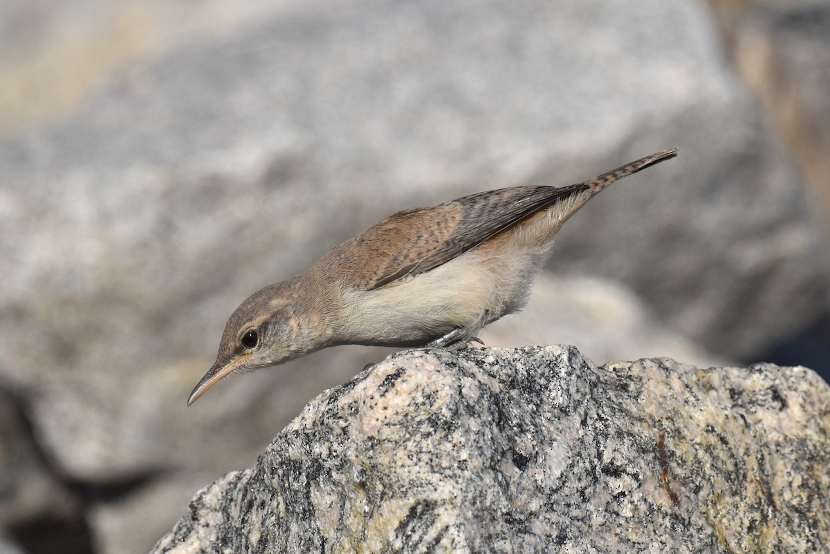 Rock Wren - Naresh Satyan