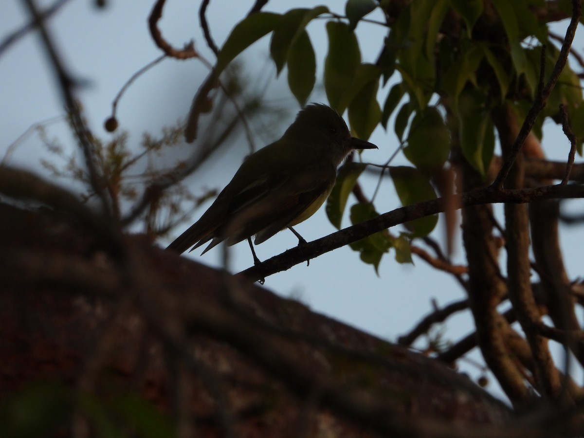 European Starling - ML618823092