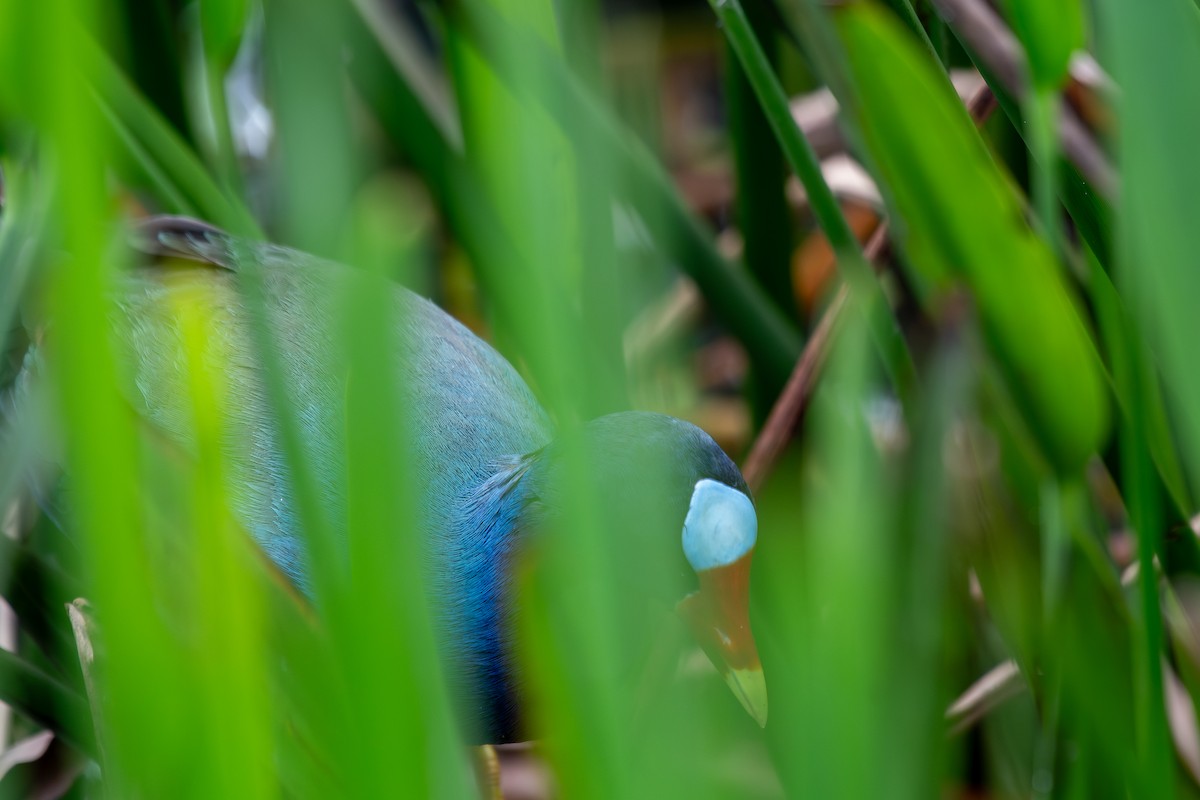 Purple Gallinule - Haemoglobin Dr