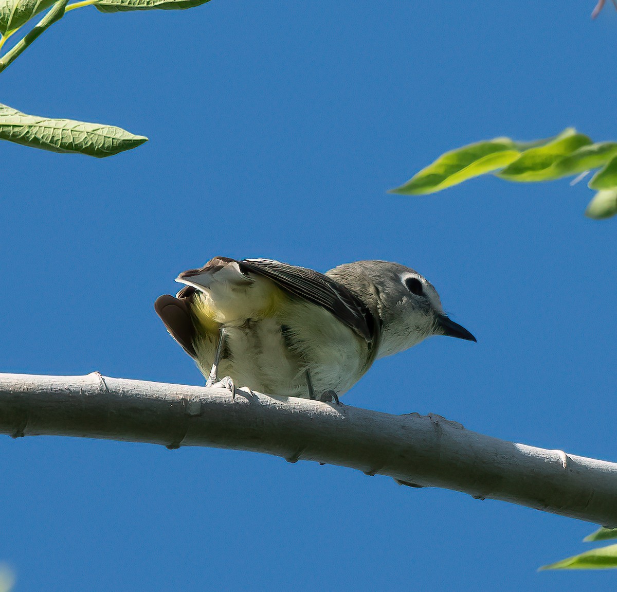 Cassin's Vireo - Gordon Karre