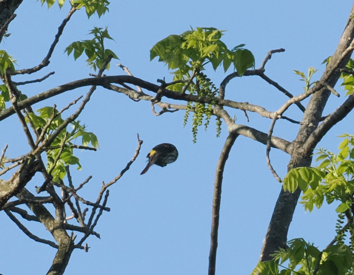 Yellow-rumped Warbler - Patricia Rettig