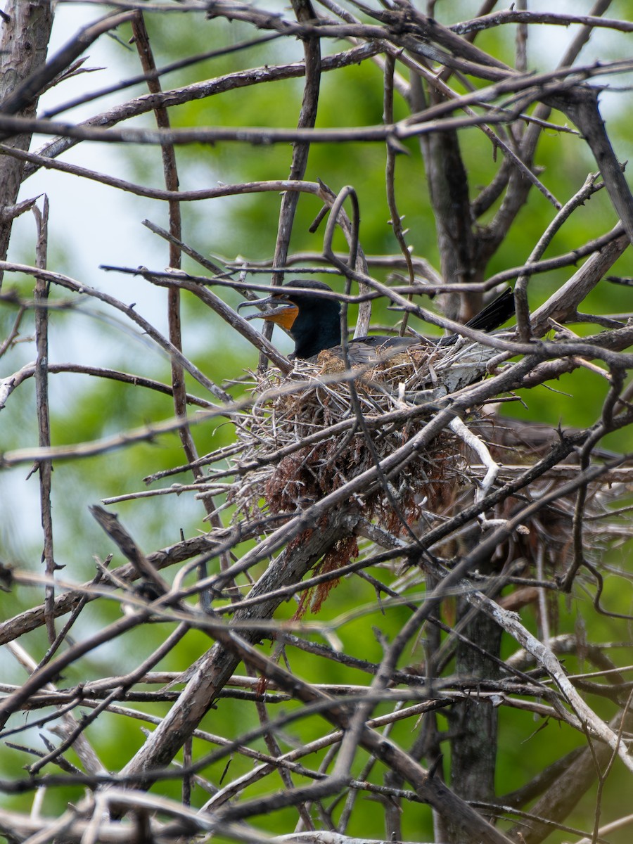 Double-crested Cormorant - Haemoglobin Dr