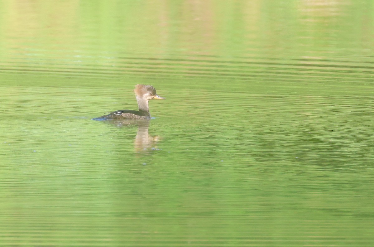 Hooded Merganser - ML618823156